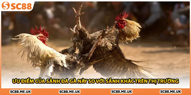 Ưu điểm của sảnh đá gà này so với sảnh khác trên thị trường